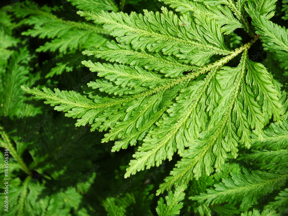 great green bush of fern in the forest great green bush of fern in the forest