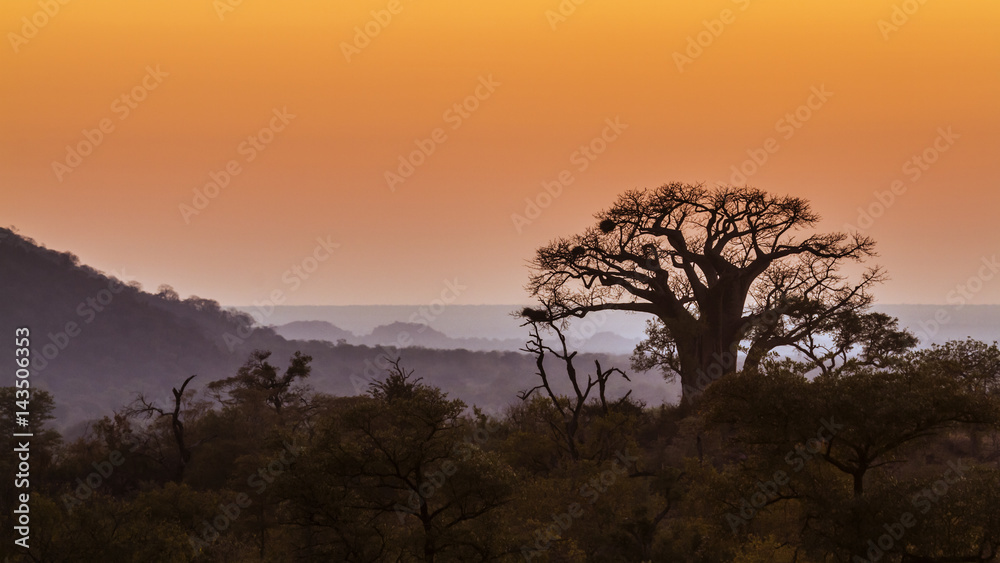 Landscape with Baobab in Kruger National park, South Africa
