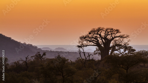 Tableau sur toile Landscape with Baobab in Kruger National park, South Africa
