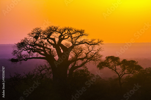Fototapeta Naklejka Na Ścianę i Meble -  in Kruger National park, South Africa