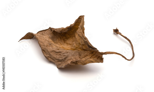 faded leaf on a white background