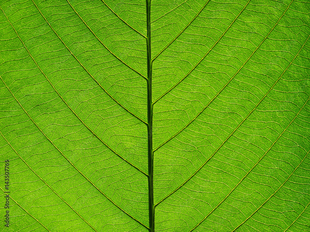 leaf texture leaf texture