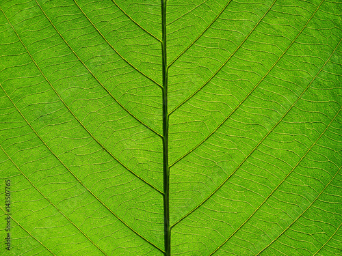 leaf texture