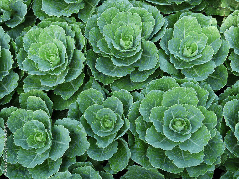 cabbage in the garden cabbage in the garden
