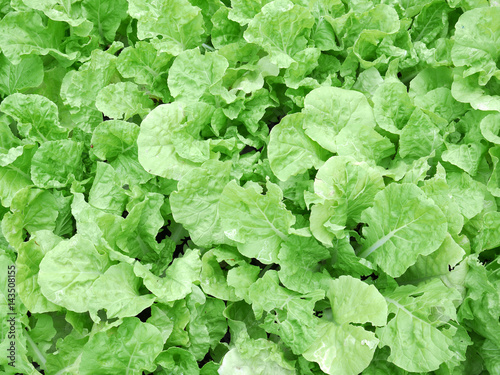 Chinese cabbage in a vegetable garden