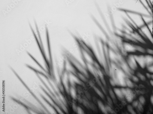 shadow of bamboo leaf on white background