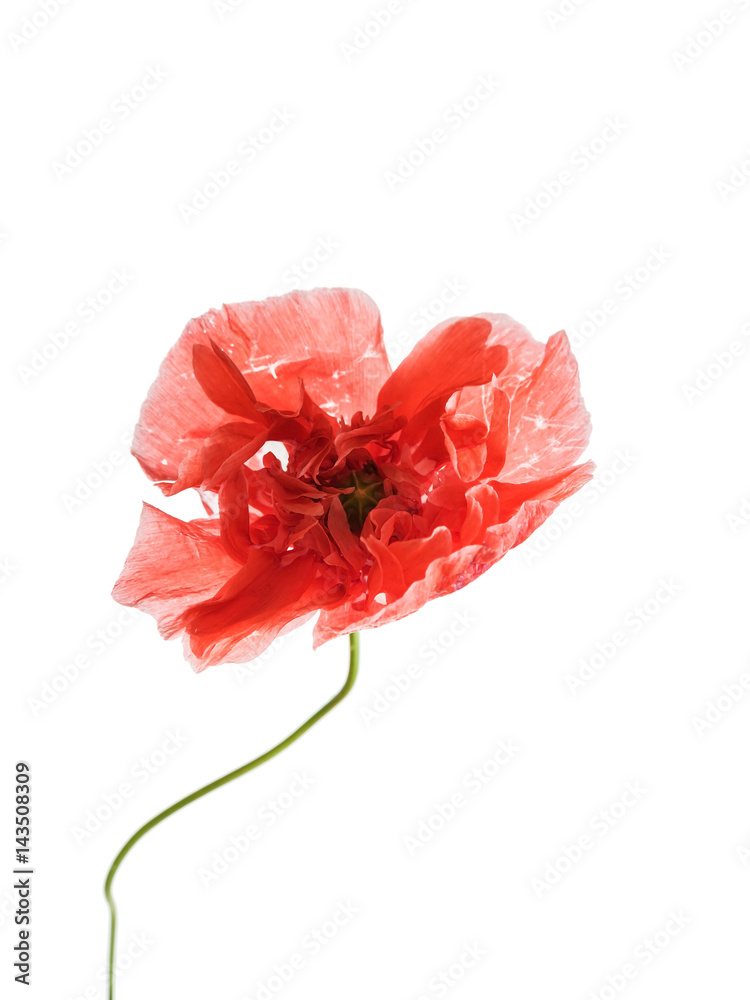 Obraz premium poppy flower