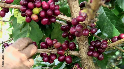 Harvesting Arabica Coffee. photo