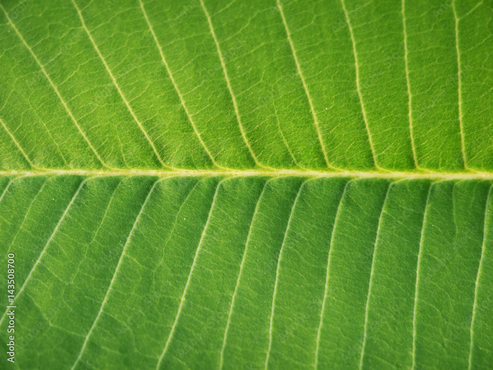 Patterned green leaves of the Plumeria tree Patterned green leaves of the Plumeria tree