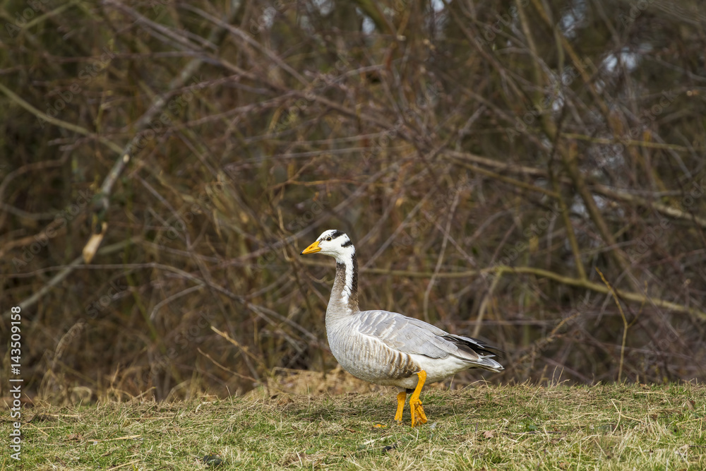 Obraz premium Greylag goose-Large Waterbird of Europe prefer living in lakes