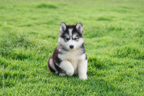 Fototapeta Naklejka Na Ścianę i Meble -  Cute siberian husky puppy on grass