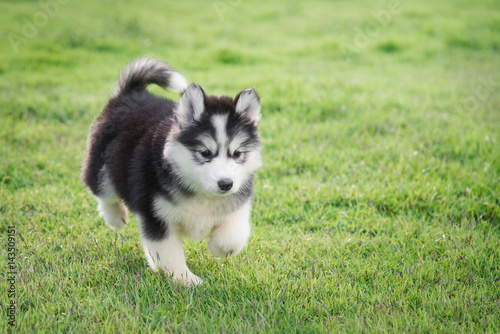Cute siberian husky puppy on grass © lalalululala