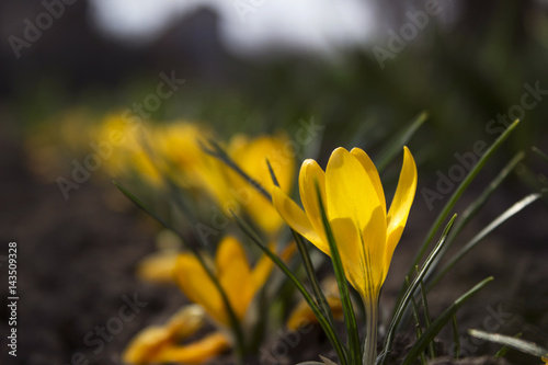 Yellow crocuses in the flower flowerbed, flowering early flower in spring