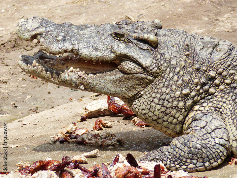 Obraz premium Crocodile with open mouth