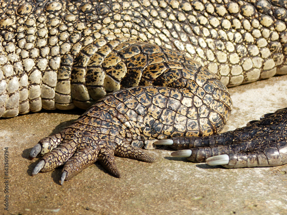 Fototapeta premium foot of a crocodile