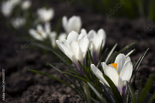 White crocuses in the garden in the spring. Flowering white flowers in the flowerbed. © lyudmilka_n