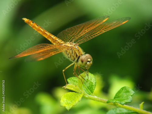 dragonfly on leaf in nature