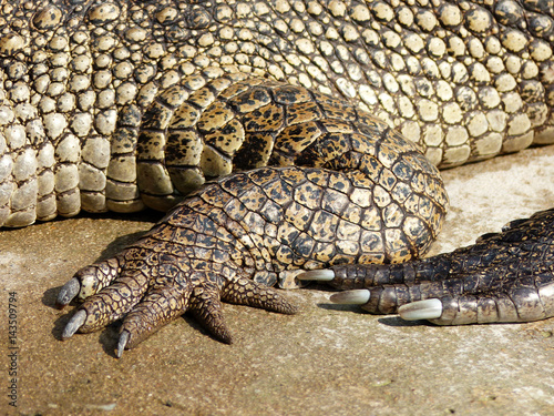 foot of a crocodile