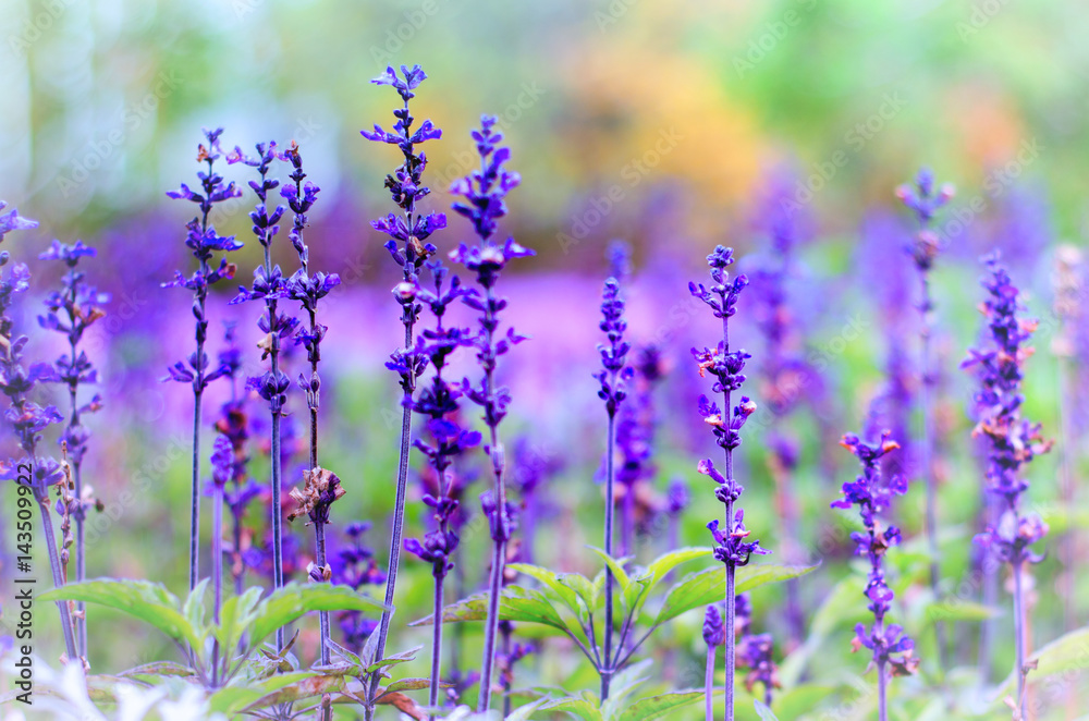 Obraz premium violet lavender flowers on a green blurred background