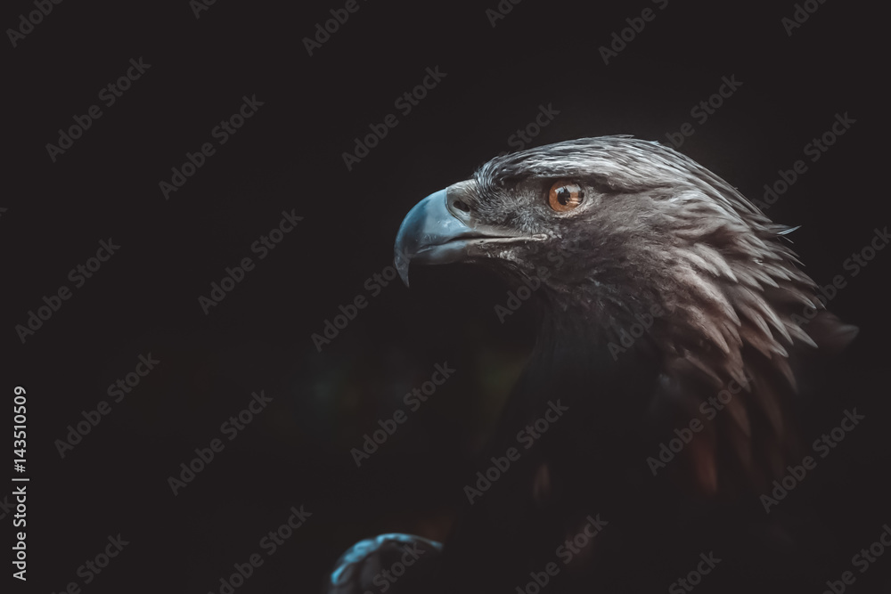 Gold Eagle Stock Photo Adobe Stock