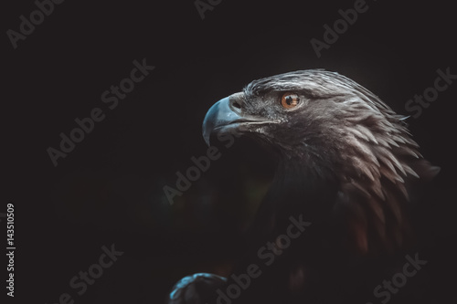 Valokuva gold eagle