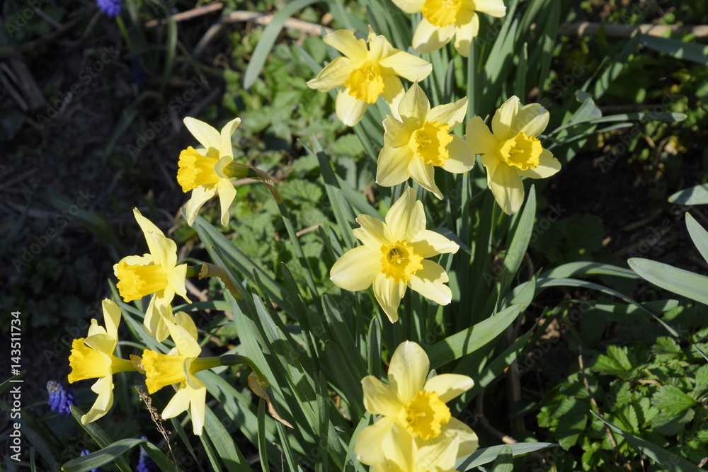 Obraz premium Spring flowering bulb plants in the flowerbed. Flowers daffodil yellow