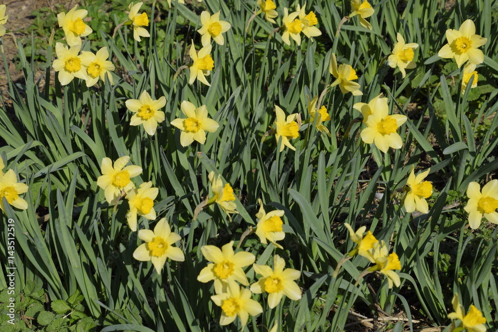 Obraz premium Spring flowering bulb plants in the flowerbed. Flowers daffodil yellow