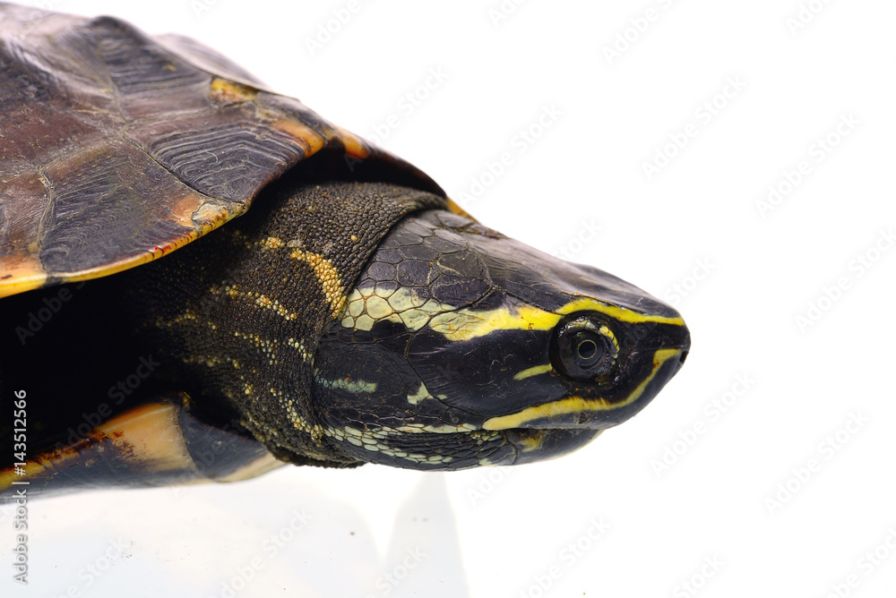 Obraz premium Turtle