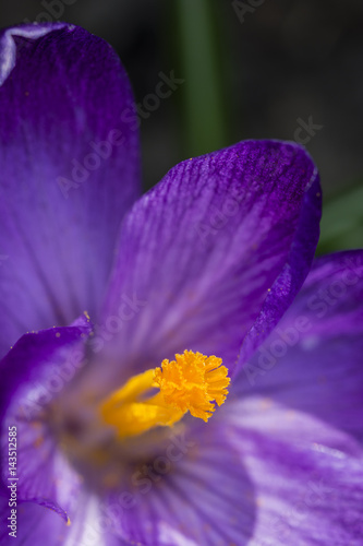 Detail of violet crocus flower pistil.