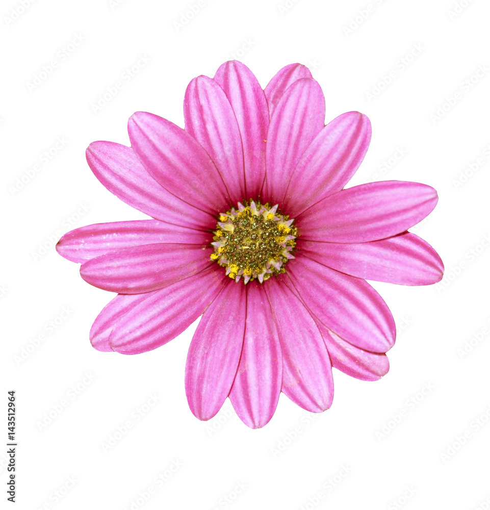 Pink chrysanthemum isolated on white background