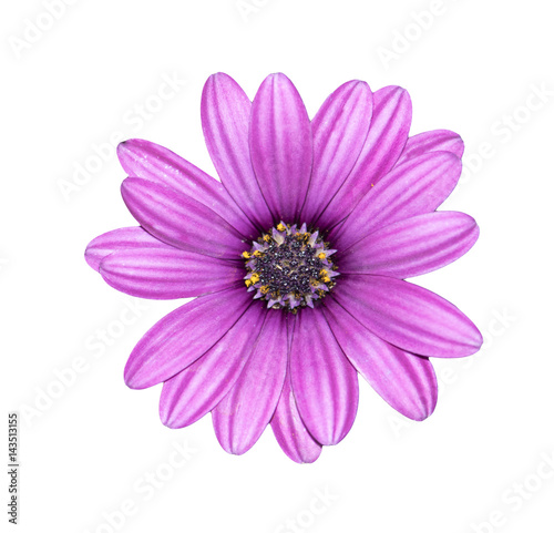 Pink chrysanthemum isolated on white background