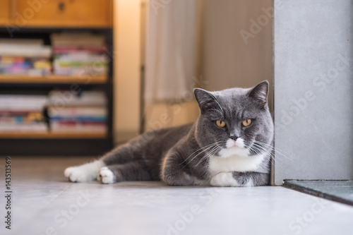 The gray British cat，Shooting indoors © chendongshan