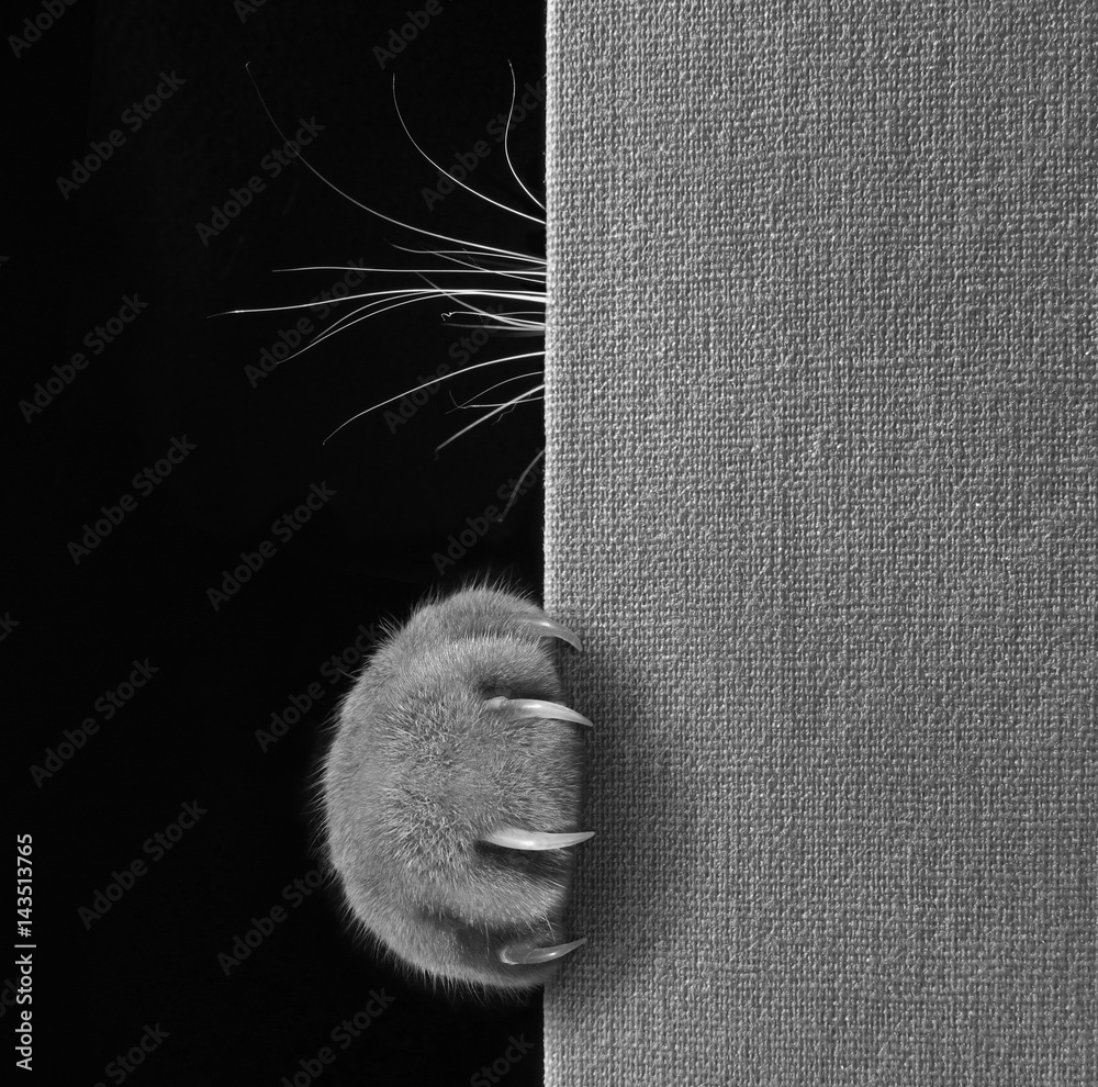 Naklejka premium The cat hid behind a big book. We can see only cat's paw with long and sharp claws and whiskers. Black and white photo.