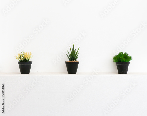 Cactus pots at white wall 