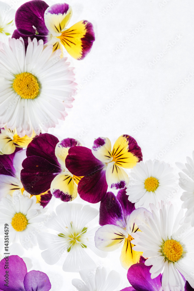 Obraz premium pansies flowers