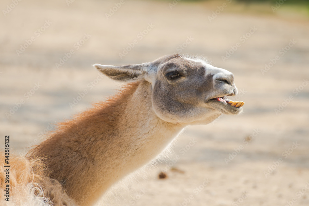 Obraz premium Alpaca, llama, funny head