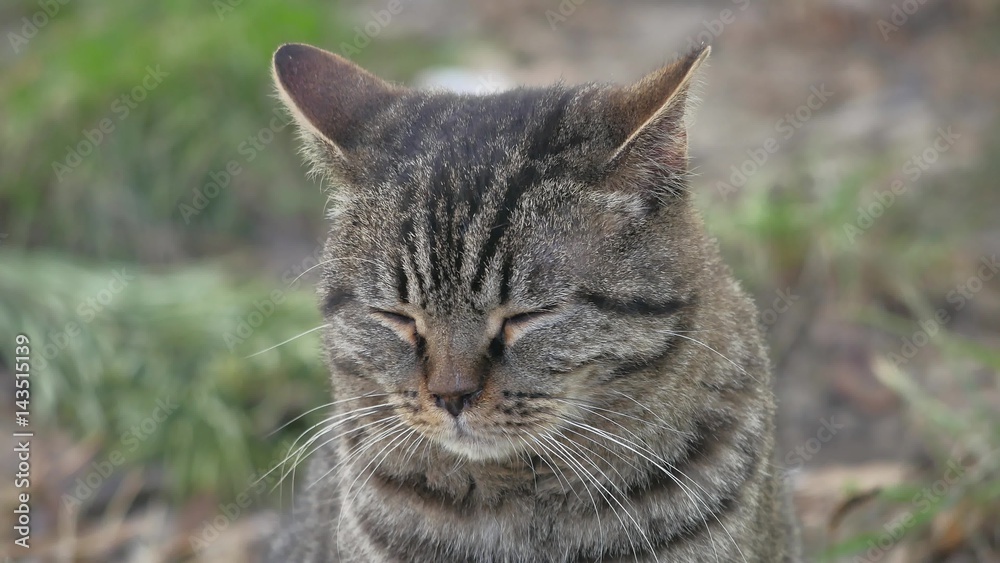 Cat closed his eyes sitting on the nature sad funny