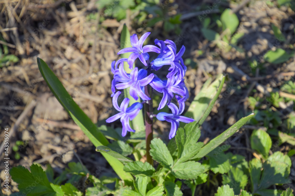 Hyacinth blooms in the garden. The hyacinth flower is blue. Hyacinth blooms in the garden. The hyacinth flower is blue.