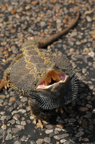 Bearded Dragon Lizard opens mouth in defence.