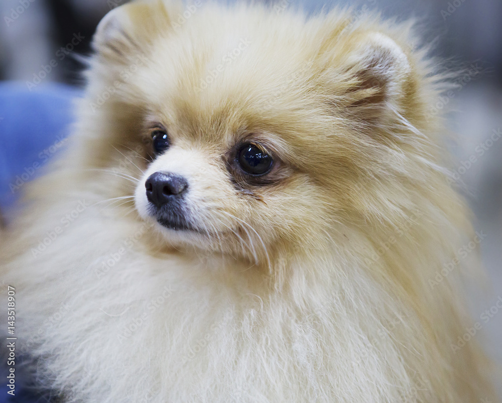 Собака Померанский шпиц кремовый окрас Stock Photo | Adobe Stock