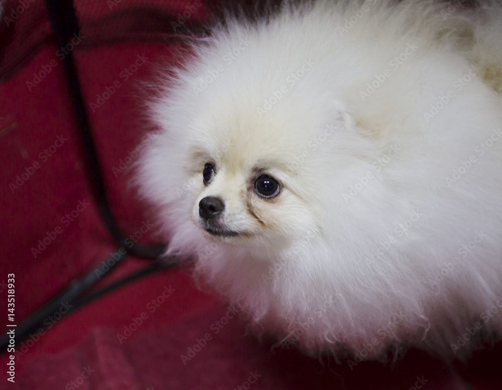 Собака Померанский шпиц белый окрас фотография Stock | Adobe Stock