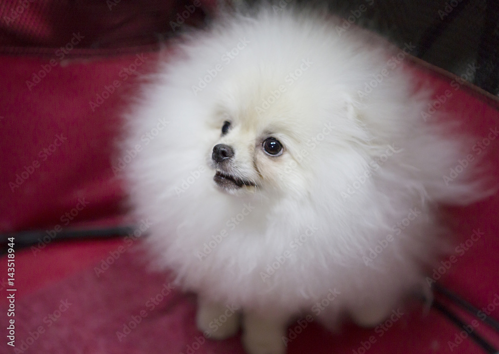 Собака Померанский шпиц белый окрас фотография Stock | Adobe Stock
