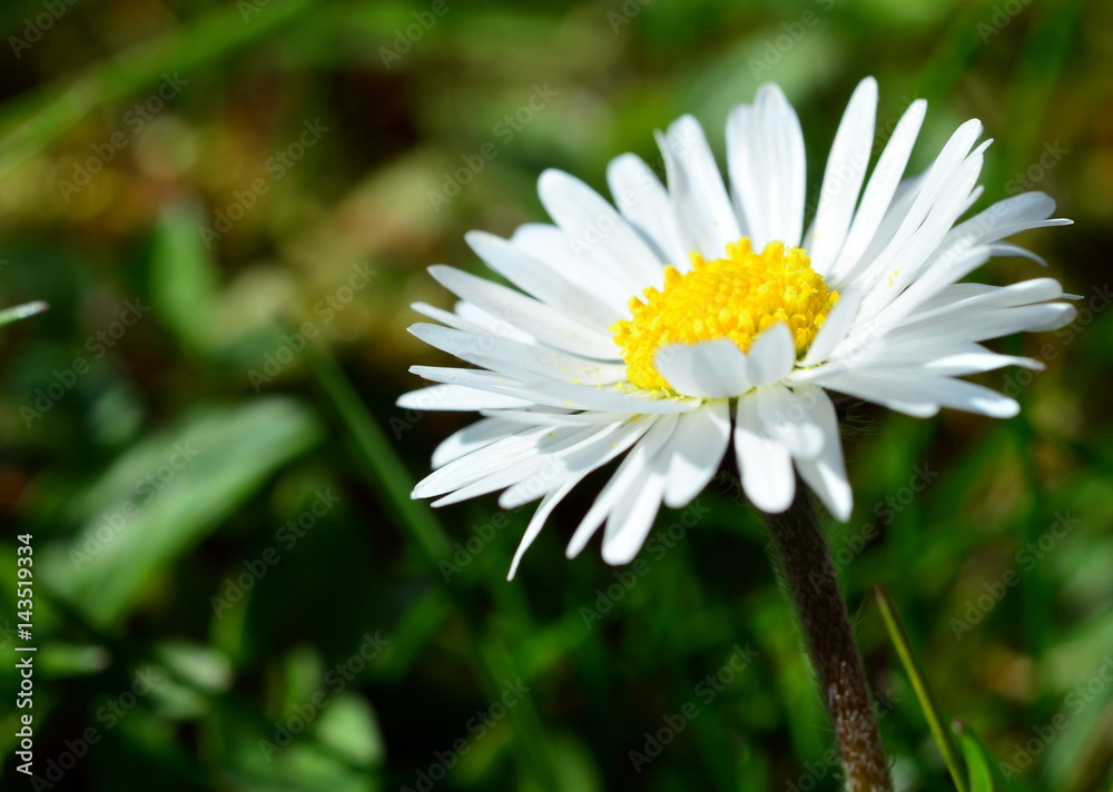 Obraz premium Gänseblümchen