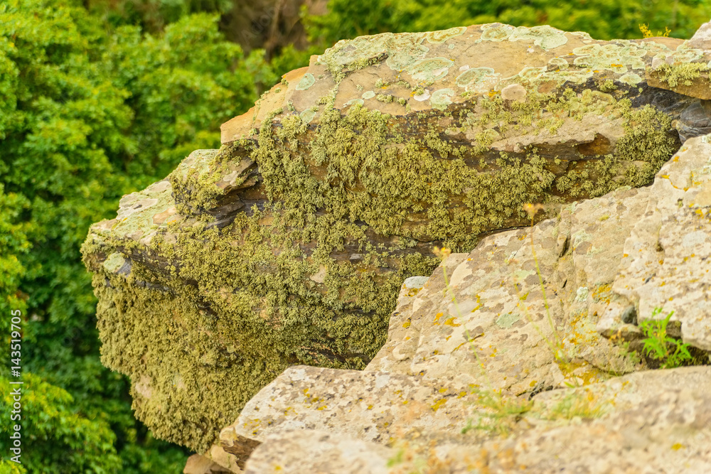 Close-up of stone covered by lichen