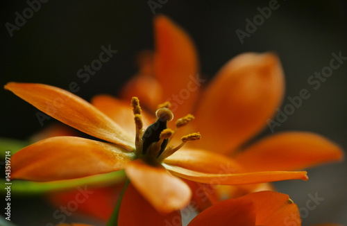 Orange Blumen Blüte vor grauem Hintergrund