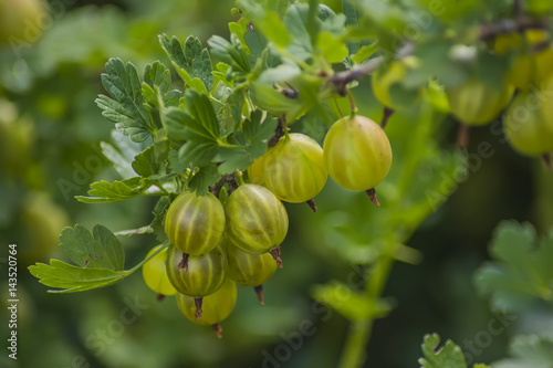 Gooseberry ripe on a branch