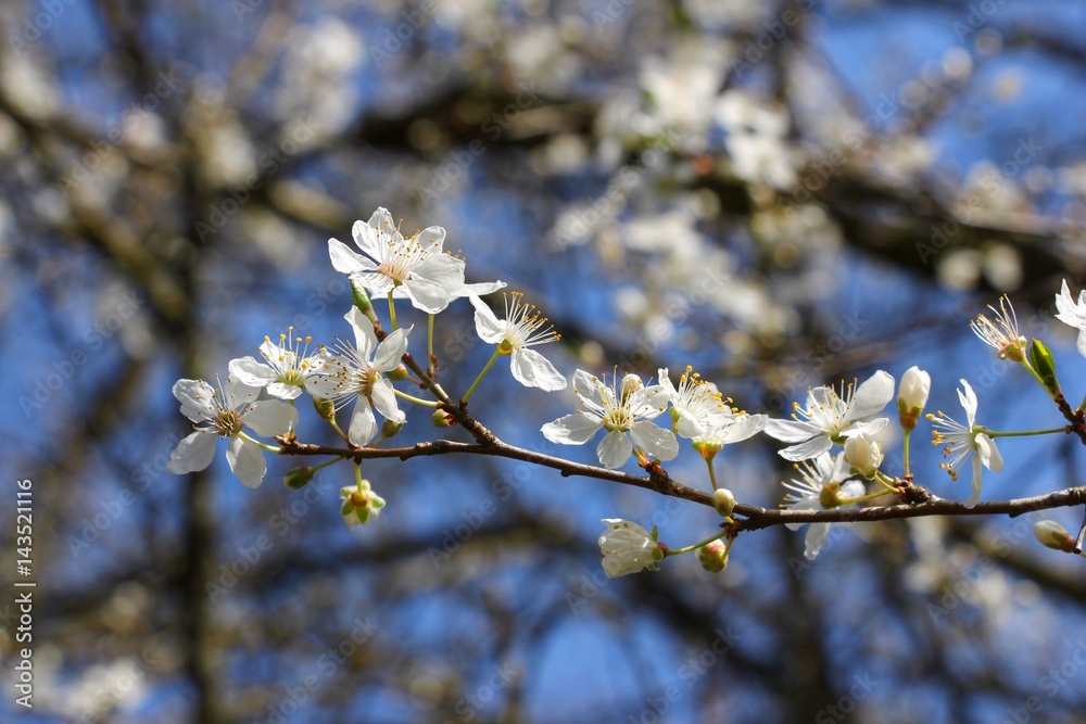 Blühender Ast am Baum