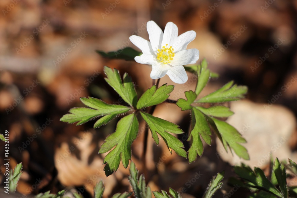 Blume im Wald