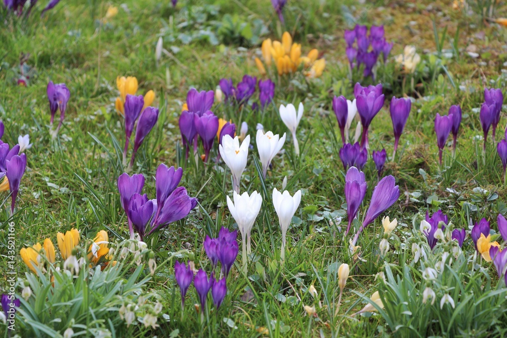 Wiese mit bunten Krokussen