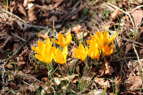 Gelbe Krokusse im Frühling